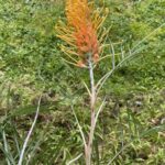 Grevillea Honey Gem - Large 0range spider flower.