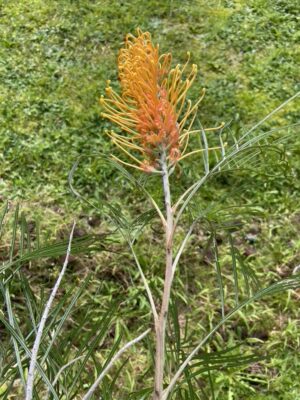 Grevillea Honey Gem - Large 0range spider flower.