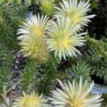 Phylica Pubescens ( Flannel Flower )