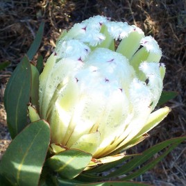 Protea Almond Frost – Perhaps the MOST popular flower !