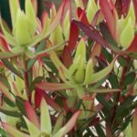 Leucadendron Amy