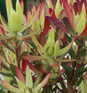 Leucadendron Amy