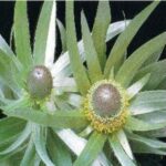 Leucadendron Argenteum - (for cut flowers) 2.5l pot - More stock soon!