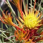 Grevillea & Others (Grevillea, Banksia, Phylica, Serruria )