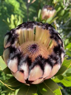 Protea Peach Sheen