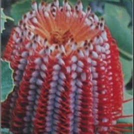 Banksia Coccinea (Red flower)