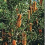 Banksia Giant Candles -attracts birds!
