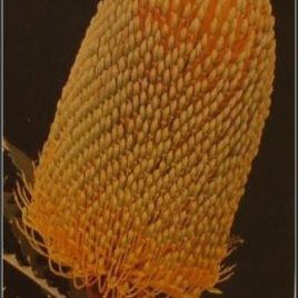 Banksia Speciosa