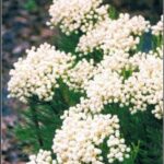 Berzelia Lanuginosa 'Button Bush' - white, great for floral bouquets!