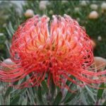 Leucospermum