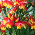 Grevillea Bonnie Prince Charlie