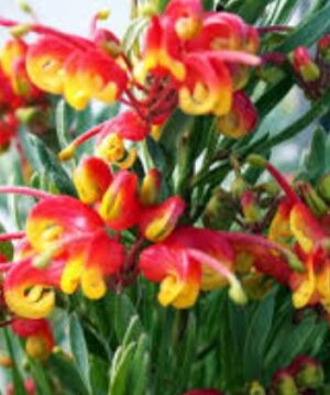 Grevillea Bonnie Prince Charlie