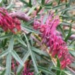 Grevillea Bronze Rambler 2.5litre pot - hardy, massed planting groundcover!