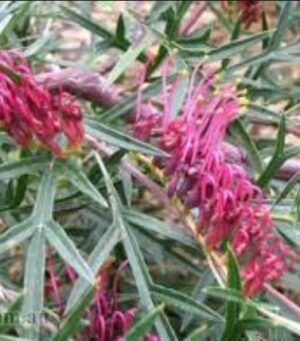 Grevillea Bronze Rambler 2.5litre pot - hardy, massed planting groundcover!