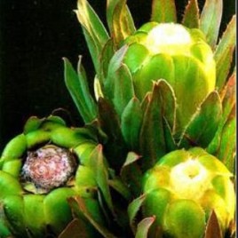 Protea Coronata (Apple Green Protea)