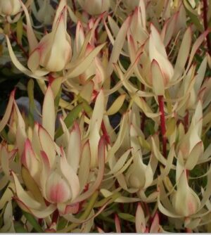 Leucadendron Cream Delight - 3.3l