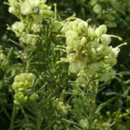 Grevillea Cream & Green