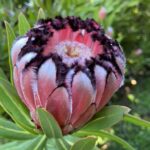 Protea nerifolia Ruby (3 litre pot)