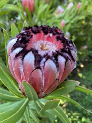 Protea nerifolia Ruby (3 litre pot)