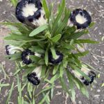 Protea Lepidocarpodendron - the 'Black Protea'
