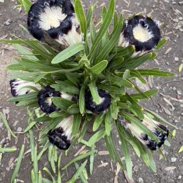 Protea Lepidocarpodendron – the ‘Black Protea’