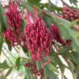 Grevillea Fanfare – Groundcover –  great plants!