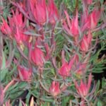 Leucadendron s. Fireglow