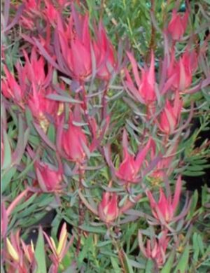 Leucadendron s. Fireglow