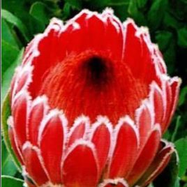 Protea Franciscan Hybrid – pink