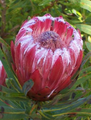 Protea Frosted Fire