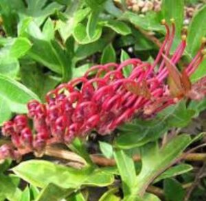 Grevillea Gaudi Chaudi - Ground cover - lovely healthy plants!