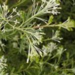 Grevillea Glabrata - weeping branches of white flowers