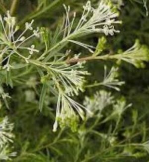 Grevillea Glabrata - weeping branches of white flowers
