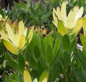 Leucadendron Golden Tulip