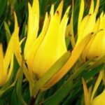 Leucadendron