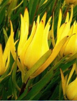 Leucadendron Inca Gold 1.5litre