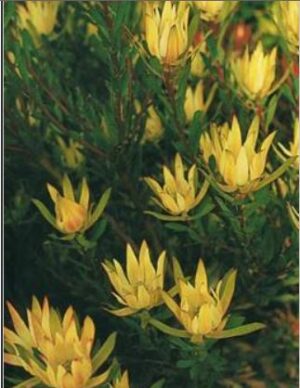 Leucadendron Julie