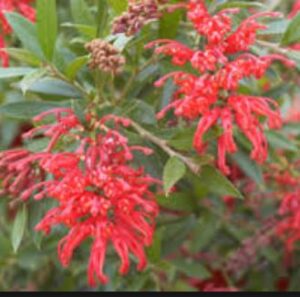 Grevillea Lady O - Red flowers for most year!