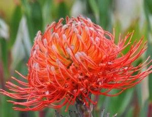 Leucospermum Lanii