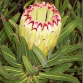 Protea Limelight (3.3litre pot) – prolific and long flowering!