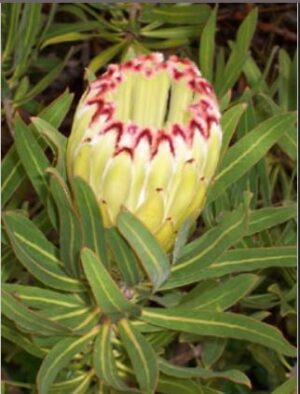 Protea Limelight (2.8litre pot ) -  Good Seconds.