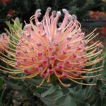 Leucospermum Maui Magic - very popular!
