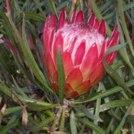 Protea p. hyb Mini Red (can be a container plant!)
