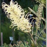 Grevillea Moonlight - attracts birds!