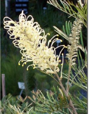Grevillea Moonlight - attracts birds!