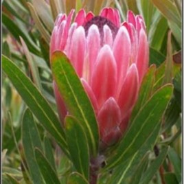 Protea Pink Ice (2.5 -2.8litre pot – Good Seconds plants)