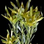 Leucadendron Floridum Pisa - silvery foliage