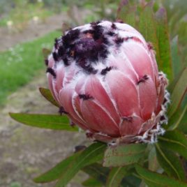 Protea m.Pacific Queen