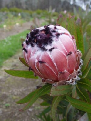 Protea m.Pacific Queen