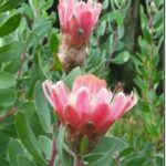 Protea Punctata - rare!